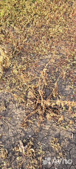 Железнодорожный гербицид