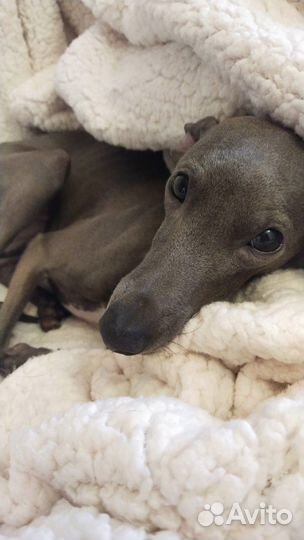 Левретка вязка