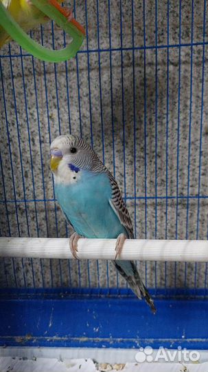 Волнистый попугай