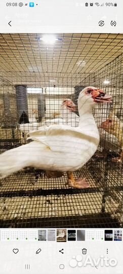 Утки мускусные самцы