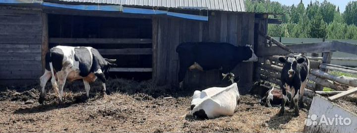 Бык, коровы, телята