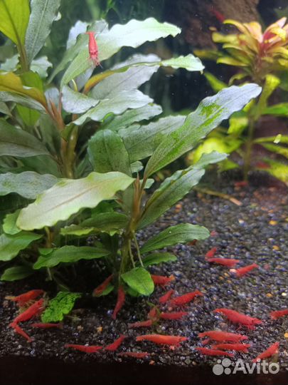 Креветки вишня,аквариумные растения