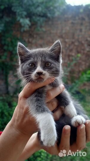 Кошка в дар бесплатно