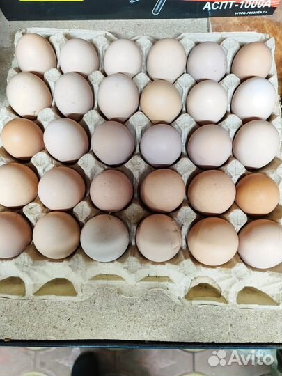 Домашние куриные яйца