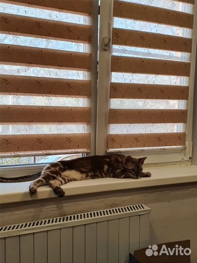 Жалюзи на кухню