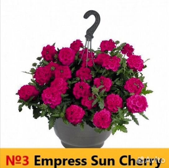 Вегетативка