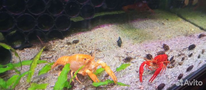 Раки белые красные разноцветные редкие виды