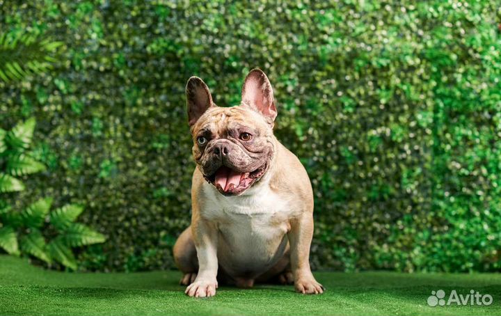 Кобель для вязки