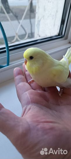 Попугаи ввп чехи