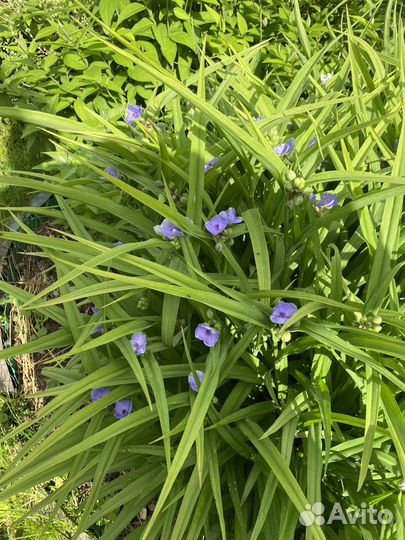 Традесканция Шарлотта,Колокольчик садовый, Монарда