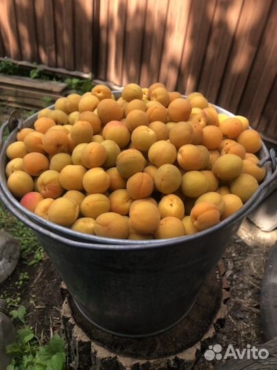 Абрикос ягоды