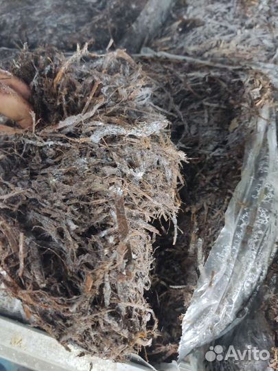 Компост отработанный
