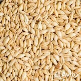Ячмень Пшеница