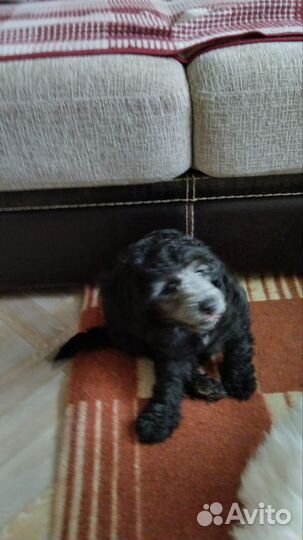 Щенок пуделя