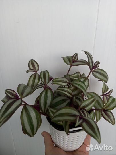 Комнатные цветы