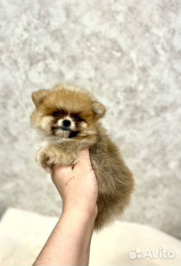 Крохотный мальчик шпиц