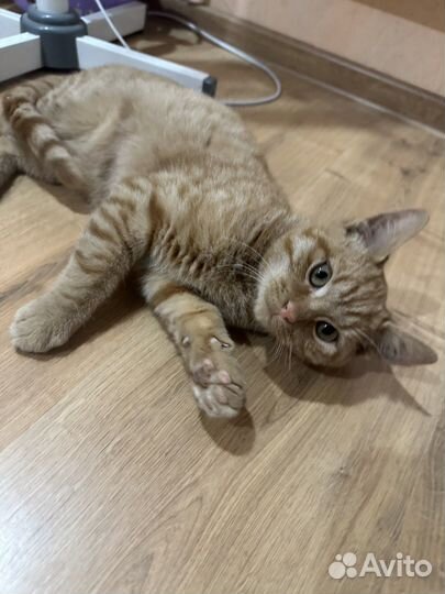 Котенок бесплатно
