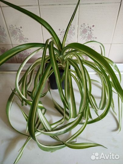 Хлорофитум