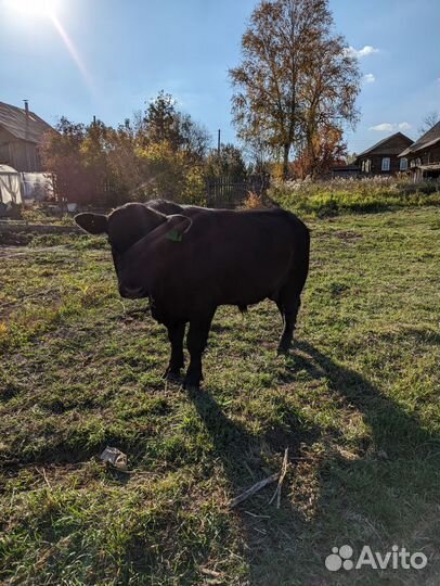 Абердин ангус телки