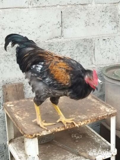 Продам петуха. Выбор