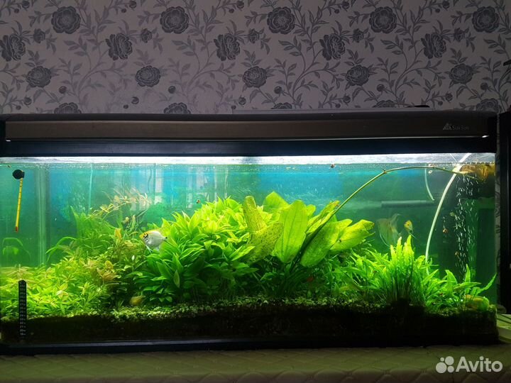 Аквариум