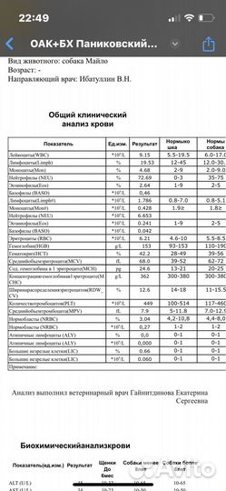 Джек Рассел терьер