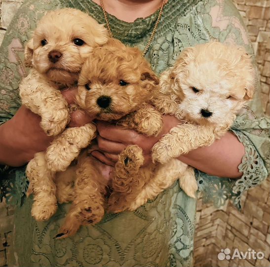 Щенки малитипу