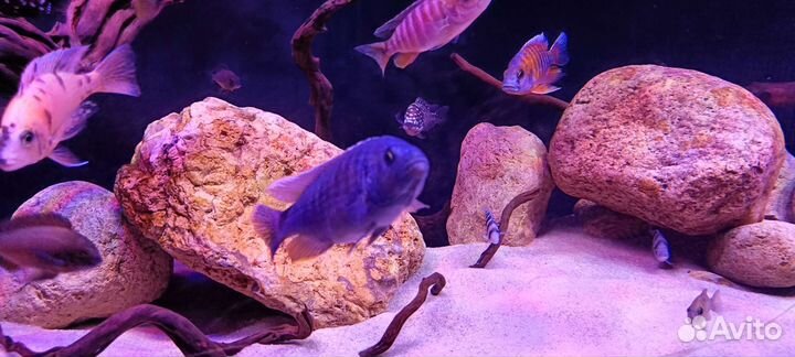 Малавийские Цихлиды