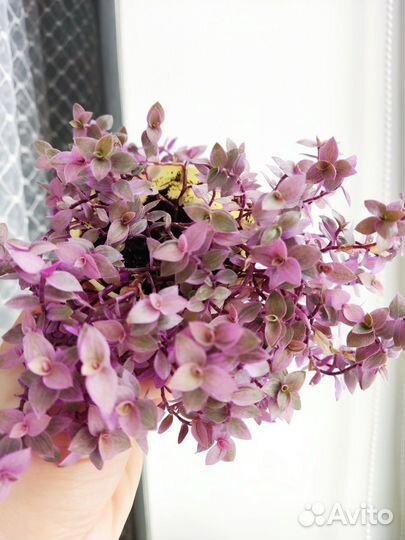 Каллизия розовая пантера