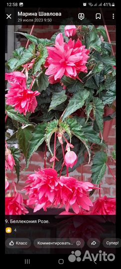 Бегонии Беллеконии