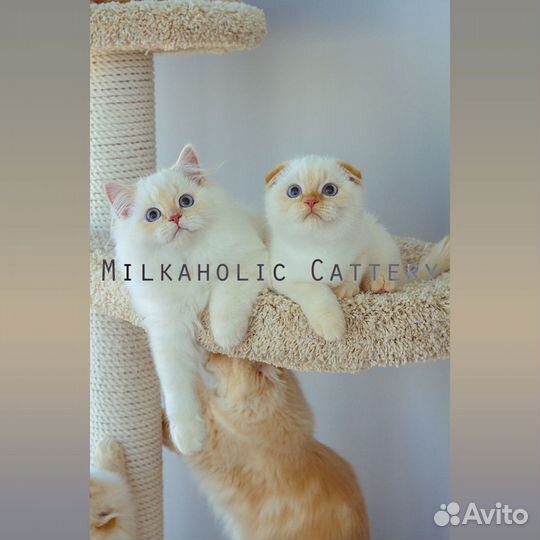 Скоттиши от Milkaholic Cattery