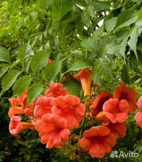 Кампсис лиана