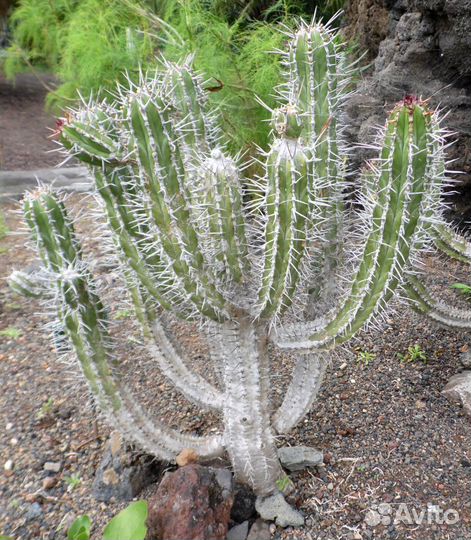 Euphorbia, Молочай, Эуфорбия, 25 видов, семена