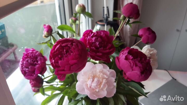 Пионы розовые, бледно-розовые, красные, фуксия