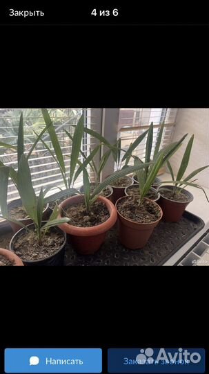 Пальма трахикарпус