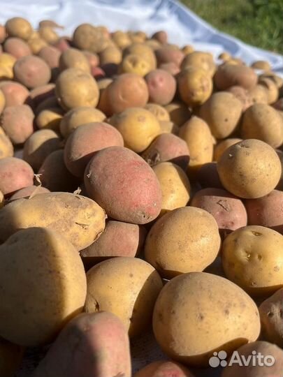 Картофель средний