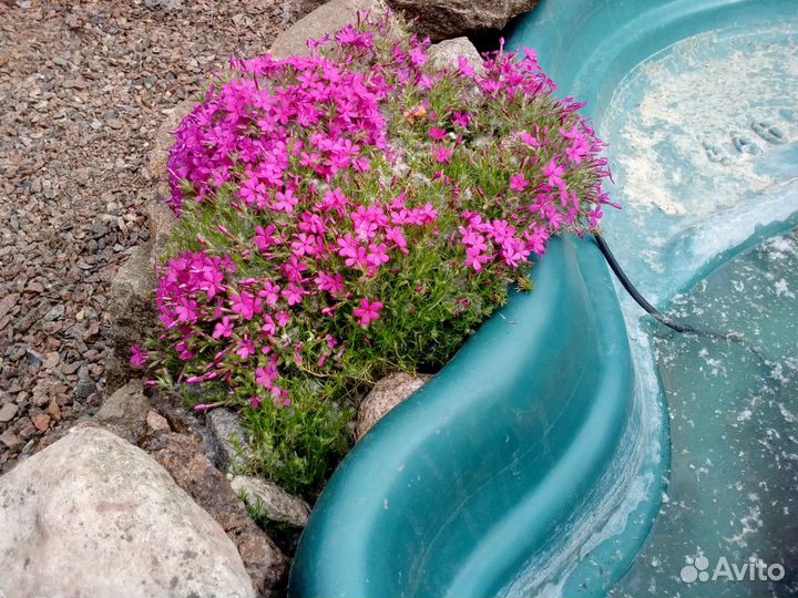 Пион (марьин корень)