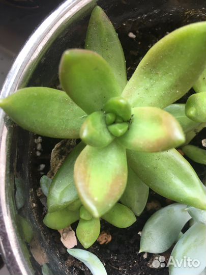 Суккуленты