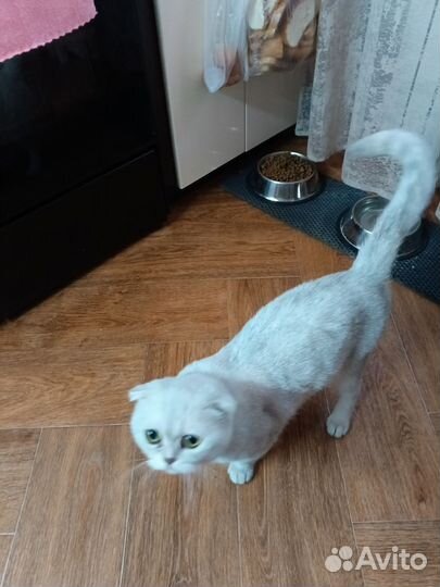 Отдам кота в добрые руки