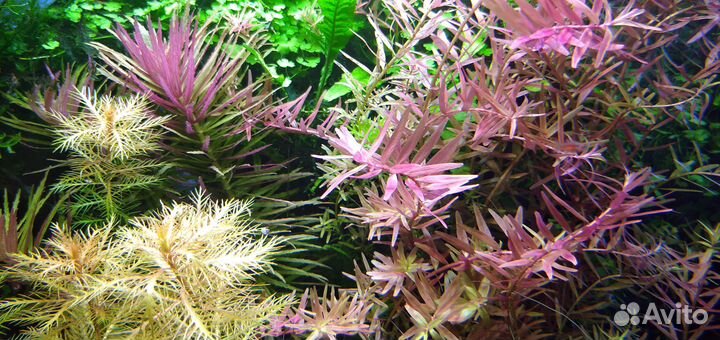 Аквариумные растения