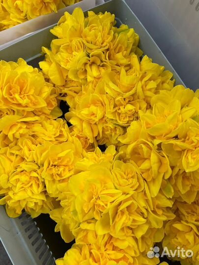 Цветы нарциссы