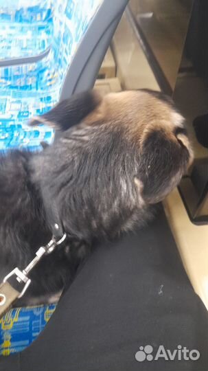 Отдам в добрые руки