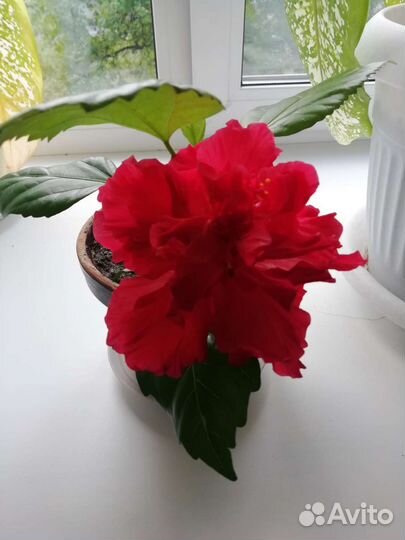 Гибискус китайская роза