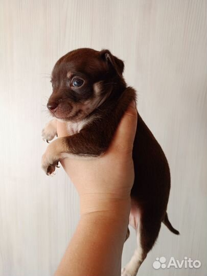 Маленькая собака чихуахуа