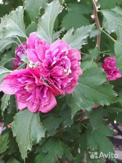 Цветы, кустарники и лианы