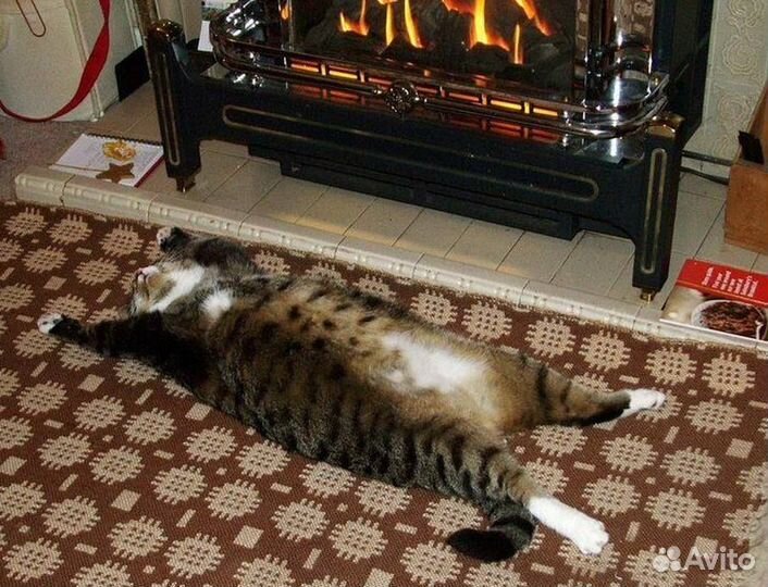 Зоогостиница