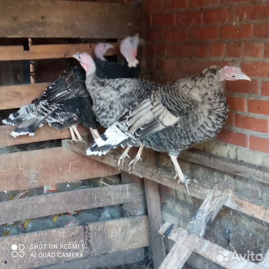 Индюки индюшата