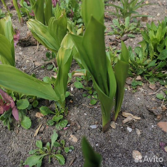 Рассада Ландыш майский