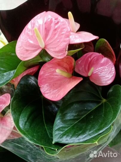 Антуриум, калла, хризантема, бегония