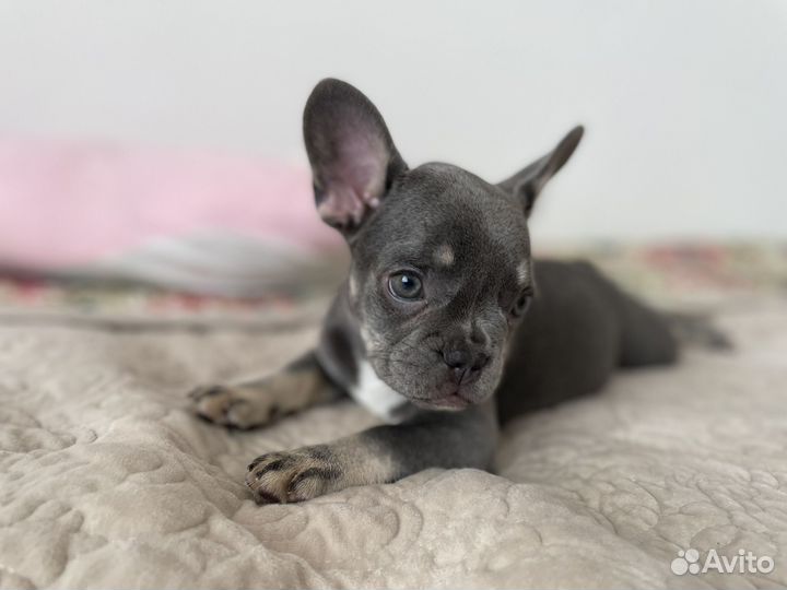 Французский бульдог